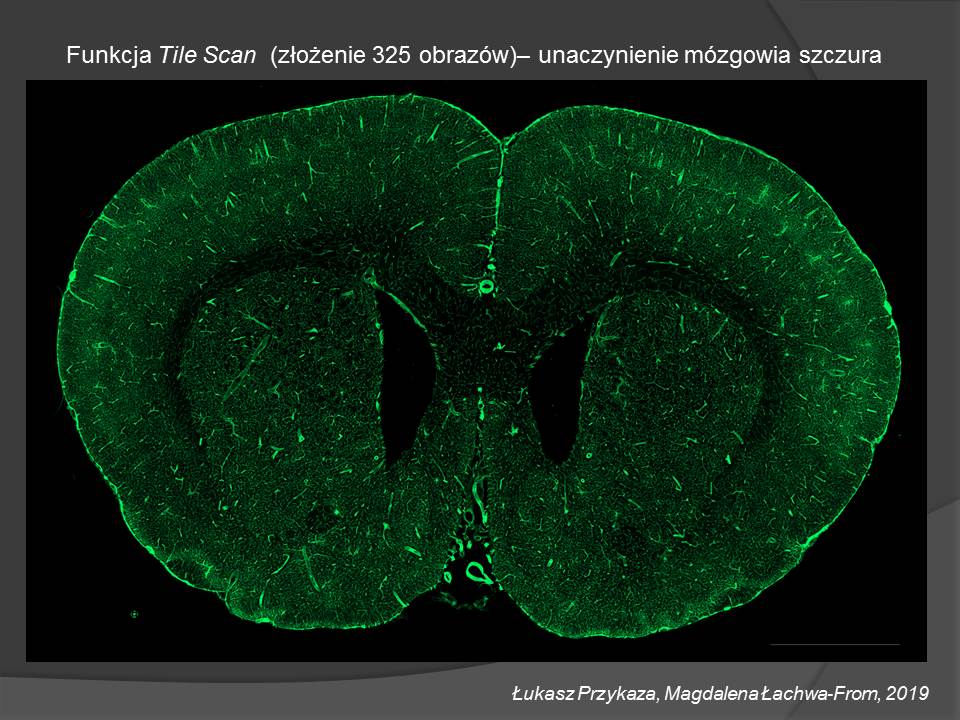 2. Cell observer fot 3 24 09 2021