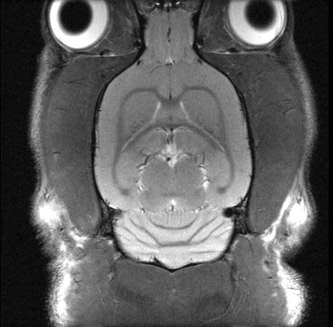 MRI mozg szczur1